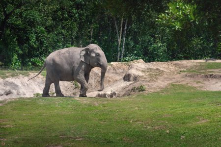 Téléchargez les photos : Éléphant d'Asie femelle (Elephas maximus) - en image libre de droit