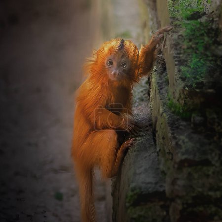 Téléchargez les photos : Lion doré Tamarin (Leontopithecus rosalia)) - en image libre de droit