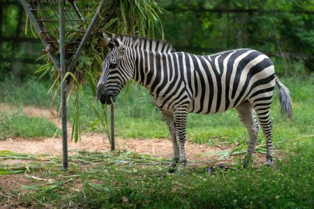 Téléchargez les photos : Subventions Zèbre (equus quagga boehmi)) - en image libre de droit