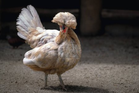 Téléchargez les photos : Poulet polonais avec belle crête - en image libre de droit