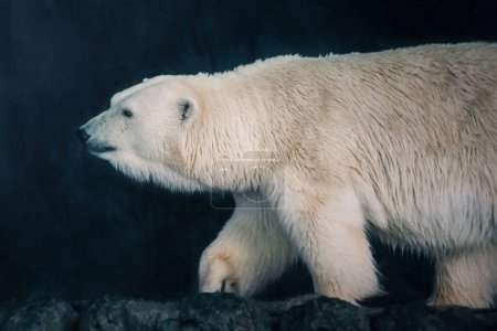 Téléchargez les photos : Beau ours polaire (Ursus maritimus) - en image libre de droit