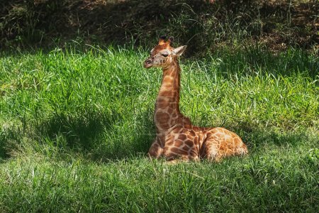 Bébé Rothschild Girafe (Giraffa camelopardalis rothschildi)