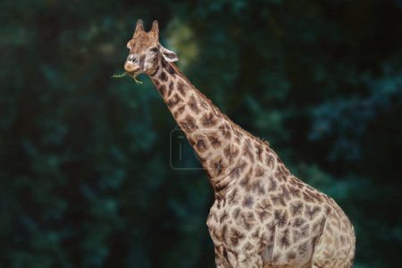 Photo for Giraffe eating plants (Giraffa camelopardalis) - Royalty Free Image