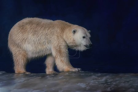 Téléchargez les photos : Beau ours polaire (Ursus maritimus) - en image libre de droit