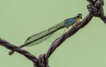 Téléchargez les photos : Fuligule à fourche (Ischnura sp.) - Insecte volant - en image libre de droit