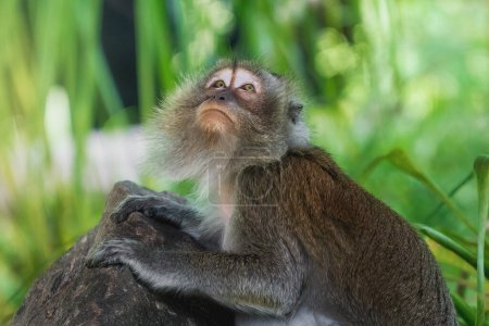 Téléchargez les photos : Macaque mangeur de crabes levant les yeux (Macaca fascicularis) - en image libre de droit