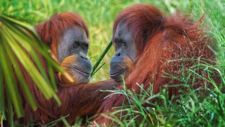 Foto de Pareja de orangután de Sumatra (Pongo abelii) - Imagen libre de derechos
