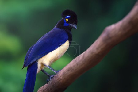 Photo for Plush-crested Jay bird (Cyanocorax chrysops) - Royalty Free Image
