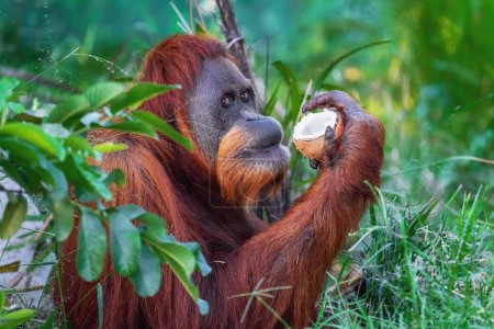 Téléchargez les photos : Orang-outan de Sumatra à la noix de coco (Pongo abelii)) - en image libre de droit