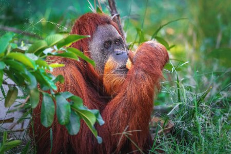 Foto de Orangután Sumatra con coco (Pongo abelii) - Imagen libre de derechos
