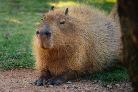 Téléchargez les photos : Capybara (Hydrochoerus hydrochaeris) - le plus grand rongeur du monde - en image libre de droit