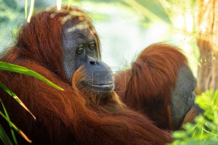 Téléchargez les photos : Orang-outan de Sumatra femelle (Pongo abelii)) - en image libre de droit