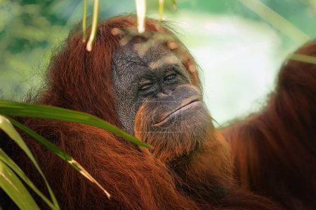 Téléchargez les photos : Visage drôle Sumatra Orang utan (Pongo abelii) - en image libre de droit