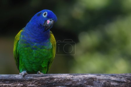 Foto de Pájaro loro de cabeza azul (Pionus menstruus) - Imagen libre de derechos