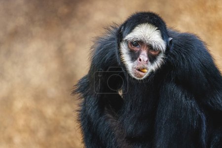 Photo for White-cheeked Spider Monkey (Ateles marginatus) - New World Monkey - Royalty Free Image