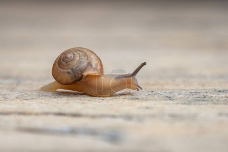 Photo for Tiny Garden Snail (Cornu aspersum) - Royalty Free Image