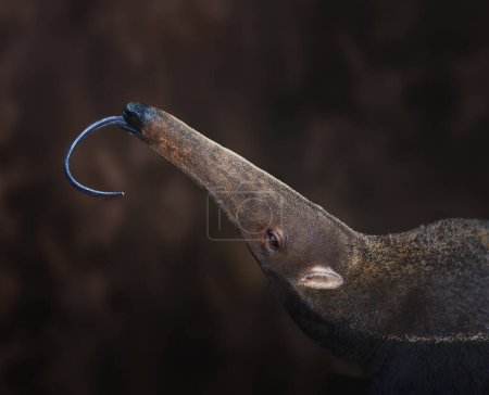 Foto de Lengua hormiguera gigante (Myrmecophaga tridactyla) - Imagen libre de derechos