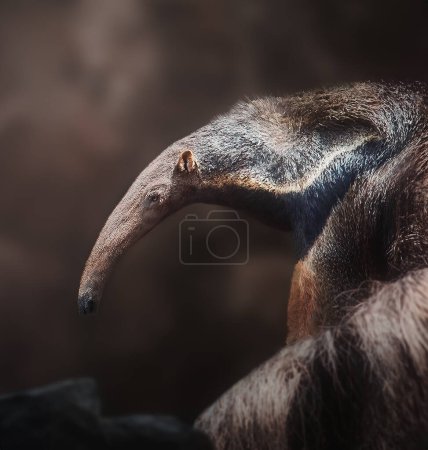 Foto de Anteater gigante (Myrmecophaga tridactyla) sobre fondo marrón - Imagen libre de derechos