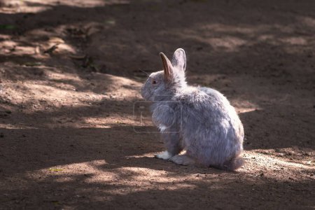 Téléchargez les photos : Beau lapin domestique gris moelleux - en image libre de droit
