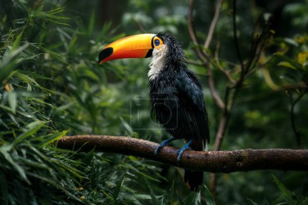 Soaked Wet Toco Toucan (Ramphastos toco))