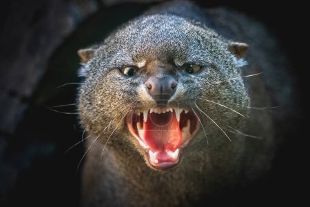 Téléchargez les photos : Jaguarundi en colère montrant des dents (Herpailurus yagouaroundi) - chat sauvage mince d'Amérique centrale et du Sud - en image libre de droit