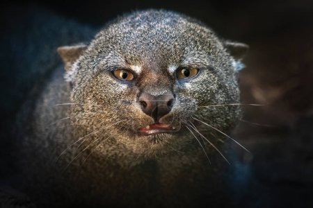 Téléchargez les photos : Jaguarundi (Herpailurus yagouaroundi) - chat sauvage mince d'Amérique centrale et du Sud - en image libre de droit