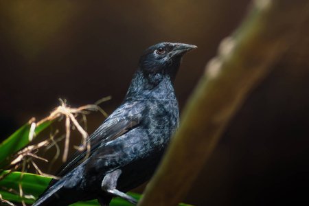 Téléchargez les photos : Chopi Quiscale (Gnorimopsar chopi) - Oiseau d'Amérique du Sud - en image libre de droit