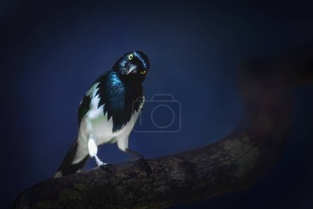 Foto de Urraca Tanager bird (Cissopis leverianus) sobre fondo azul - Imagen libre de derechos