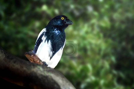 Foto de Urraca Tanager bird (Cissopis leverianus) - Imagen libre de derechos