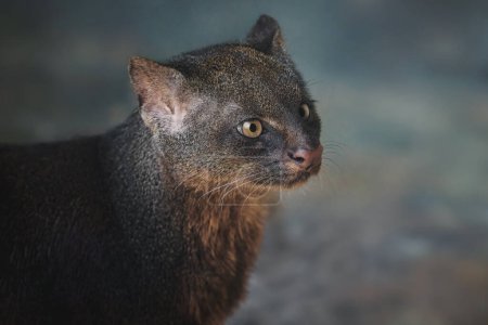 Téléchargez les photos : Jaguarundi (Herpailurus yagouaroundi) - chat sauvage mince d'Amérique centrale et du Sud - en image libre de droit