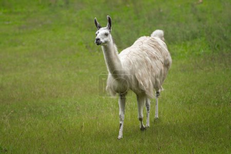 Téléchargez les photos : Lama blanc (Lama glama) - Camélidés sud-américains - en image libre de droit