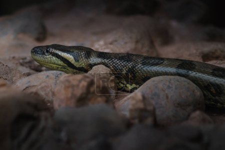 Foto de Anaconda verde (Eunectes Murinus) - Boa Snake - Imagen libre de derechos