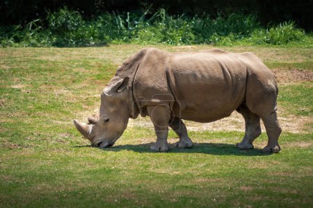 Foto de Hermoso Rinoceronte Blanco (Ceratotherium simum) - Imagen libre de derechos