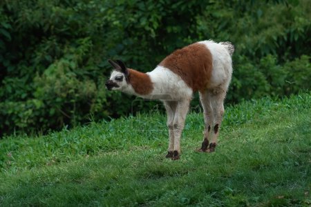 Photo for Young Llama (Lama glama) - South american camelid - Royalty Free Image