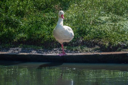 Photo for Coscoroba Swan standing on one leg (Coscoroba coscoroba) - Royalty Free Image