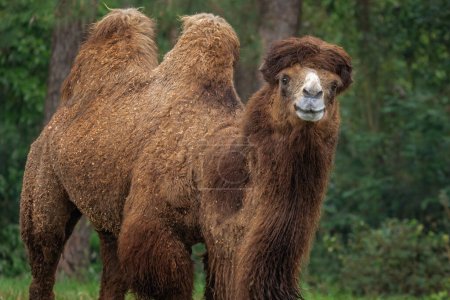 Téléchargez les photos : Portrait de chameau bactrien (Camelus bactrianus) - en image libre de droit