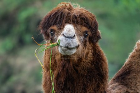 Téléchargez les photos : Manger du chameau (Camelus bactrianus)) - en image libre de droit