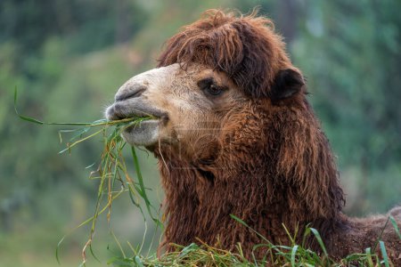 Téléchargez les photos : Manger du chameau (Camelus bactrianus)) - en image libre de droit