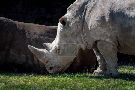 Foto de Hermoso Rinoceronte Blanco (Ceratotherium simum) - Imagen libre de derechos