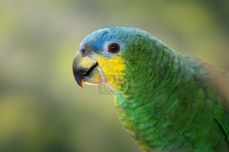 Photo for Orange-winged Amazon Parrot (Amazona amazonica) - Royalty Free Image