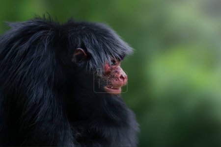 Photo for Red-faced Spider Monkey (Ateles paniscus) - Royalty Free Image