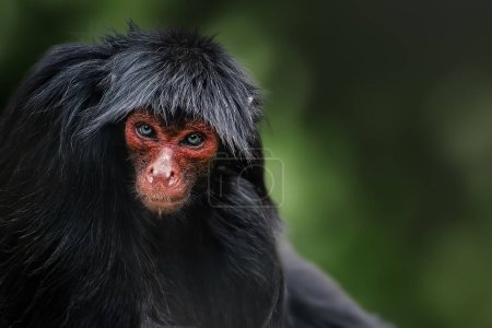 Foto de Mono araña de cara roja (Ateles paniscus) - Imagen libre de derechos