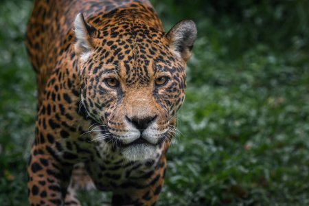 Jaguar (Panthera onca) - Spotted Big Cat