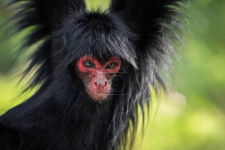 Foto de Mono araña de cara roja (Ateles paniscus) - Imagen libre de derechos