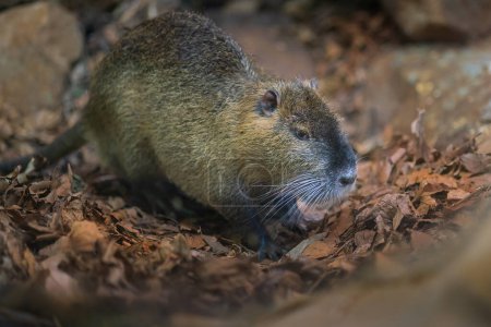 Photo for Coypu (Myocastor coypus) or Nutria - South American Rodent - Royalty Free Image
