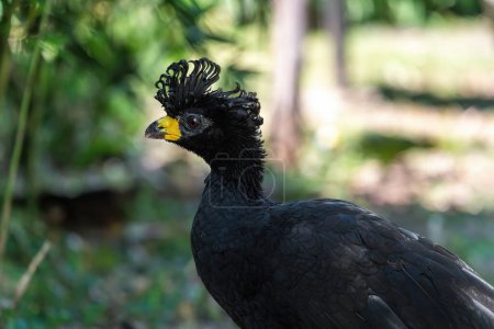 Photo for Male Bare-faced curassow (Crax fasciolata) - Royalty Free Image
