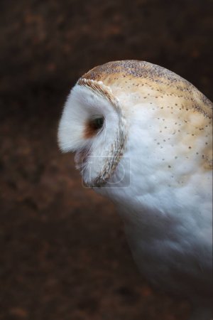 Photo for American Barn Owl (Tyto furcata) - Royalty Free Image