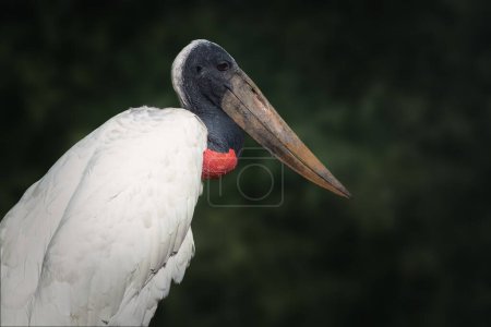 Photo for Jabiru Stork bird (Jabiru mycteria) - Royalty Free Image