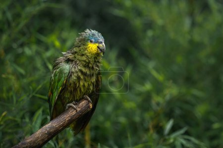 Photo for Soaking Wet Orange-winged Amazon Parrot (Amazona amazonica) - Royalty Free Image