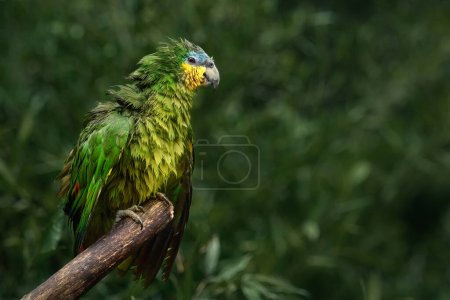 Foto de Remojo húmedo Amazonas de alas anaranjadas (Amazona amazonica) - Imagen libre de derechos